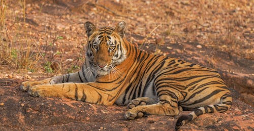 A Bengal Tiger Lying on Ground