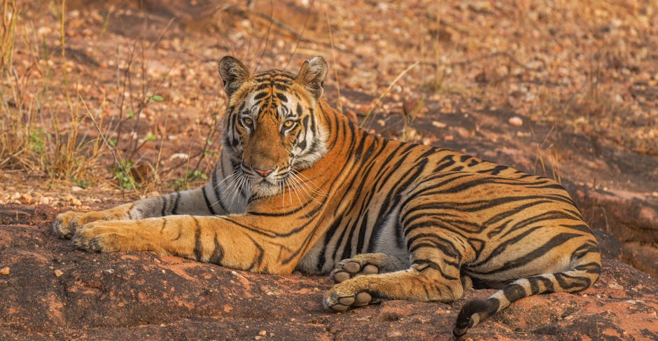 A Bengal tiger (Panthera tigris tigris) reclines on a rock in Tala, India, showcasing its regal presence.