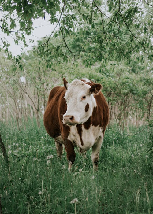 Free Cow Standing in a Field under Tree Branches Stock Photo