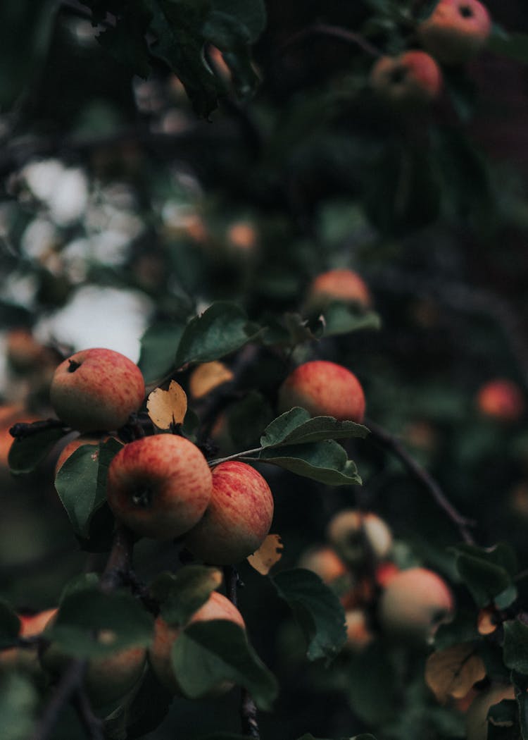 Apples On A Tree