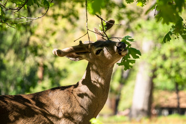 Brown Deer Eating Leaves