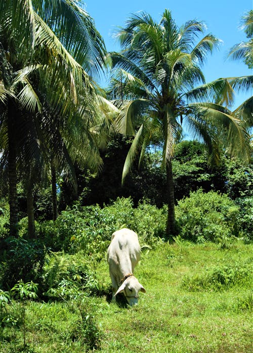 Cow Grazing on a Pasture among Palm Trees 