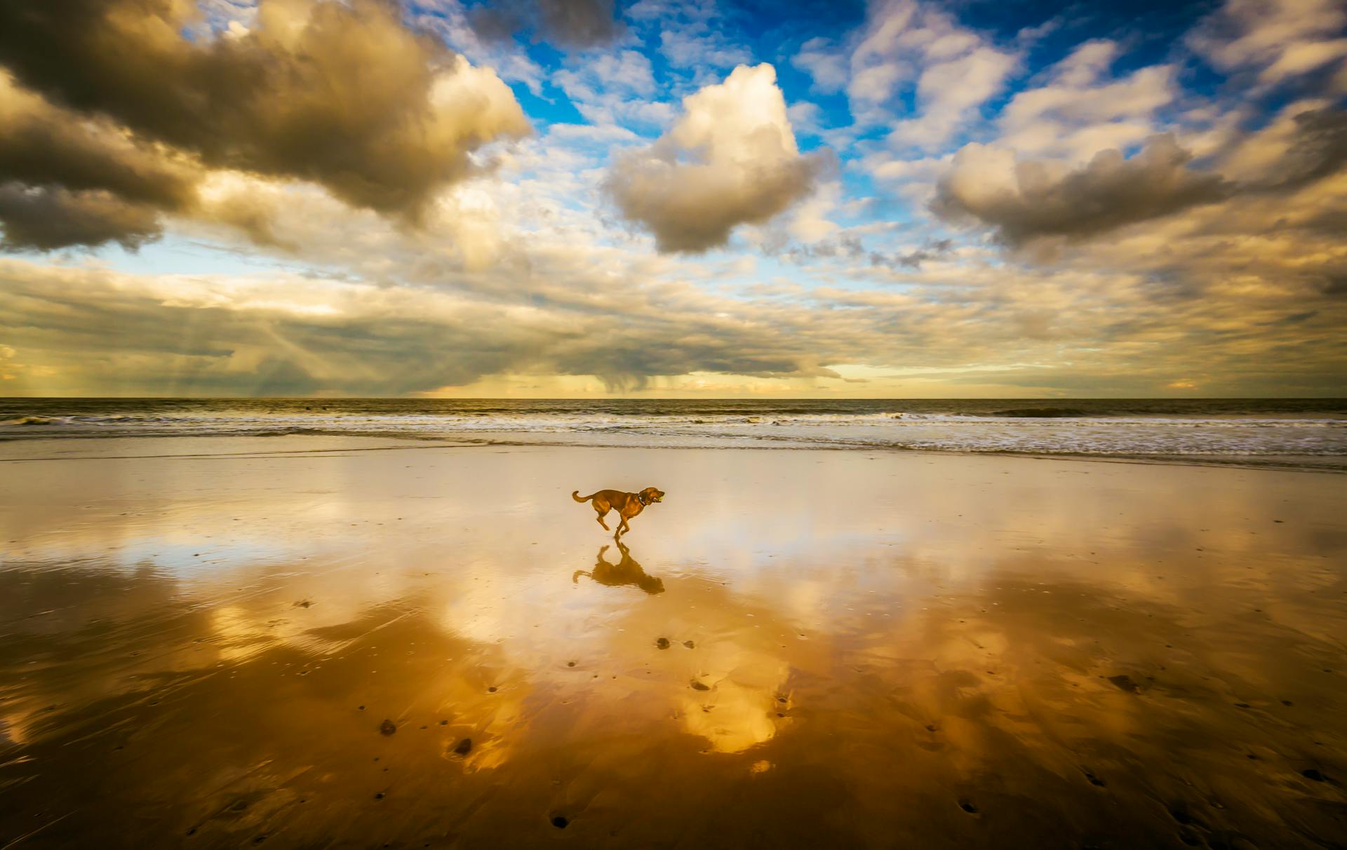 Hund som springer på stranden under blå himmel och vita moln