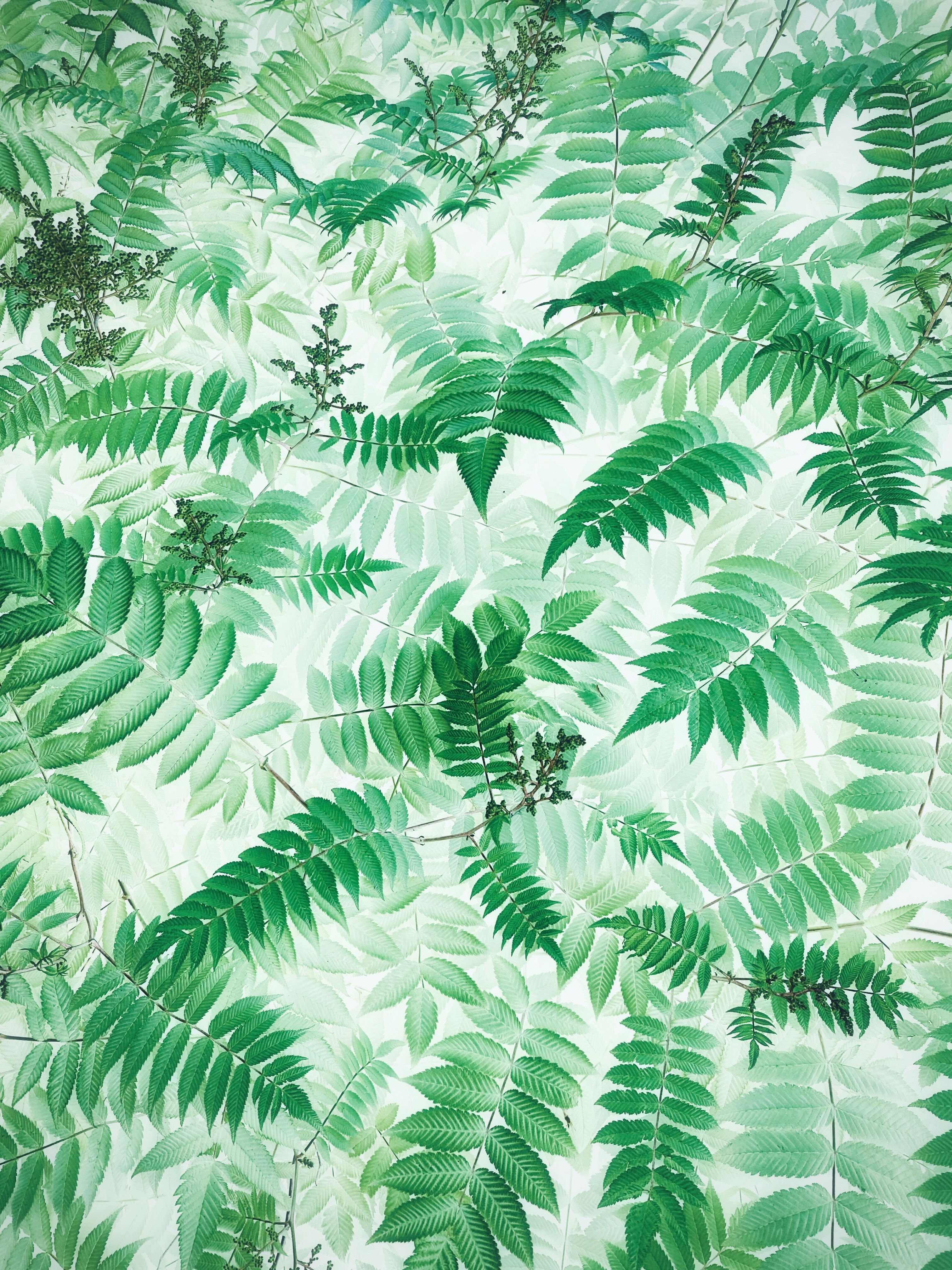 Close-up of vibrant green fern leaves creating a natural pattern with a textured appeal.