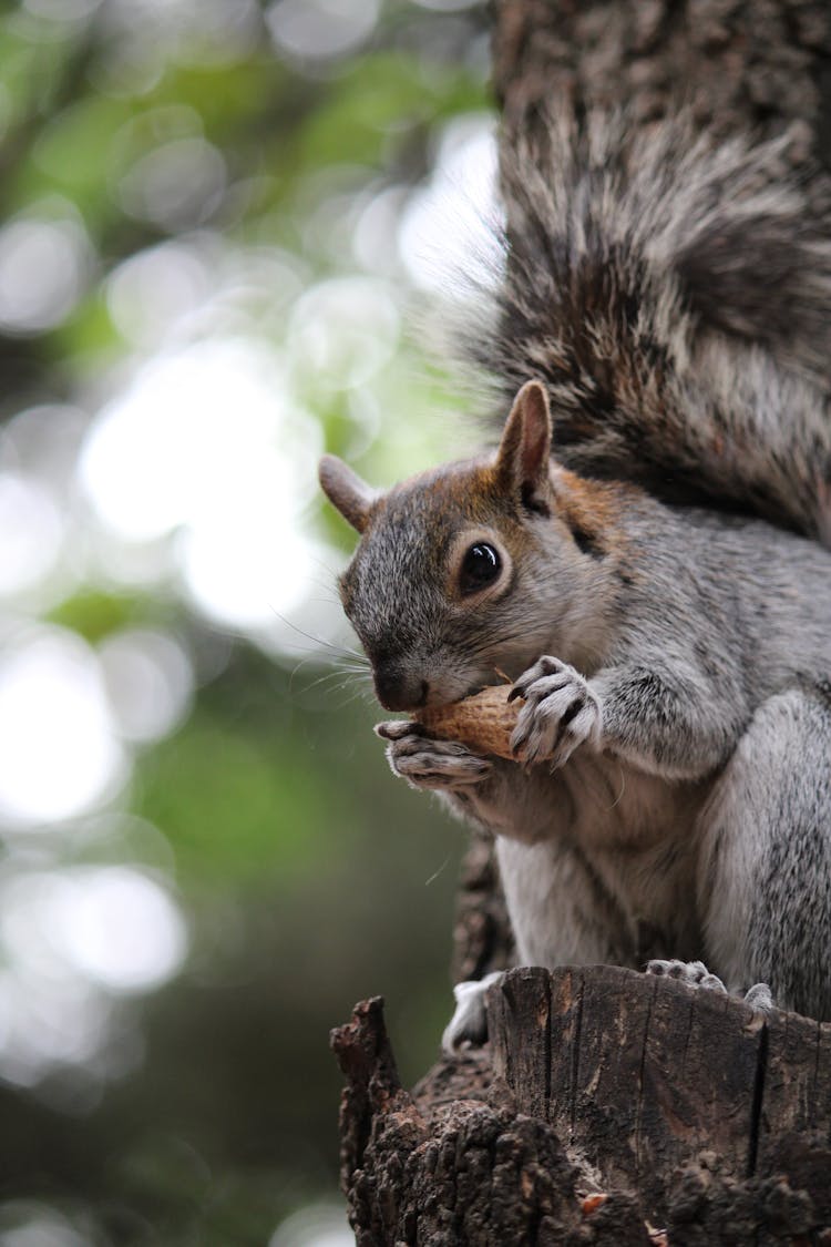 Close-up Of A Squirrel Eating A Peanut