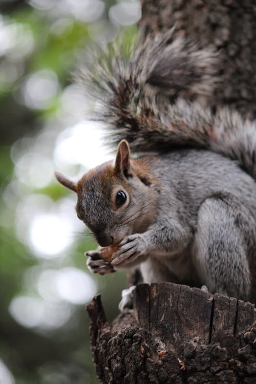 Gratis lagerfoto af dyrefotografering, egern, gnaver