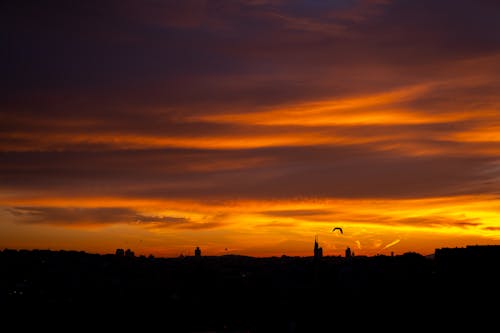 Silhouette of Tree during Sunset · Free Stock Photo