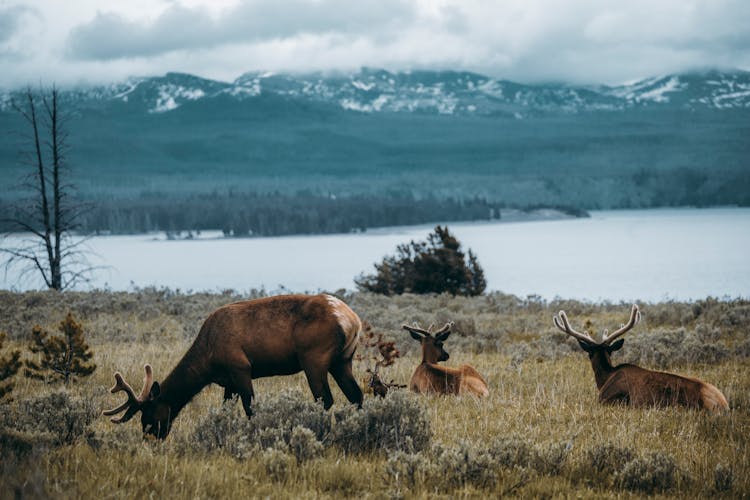 Bucks On Grass