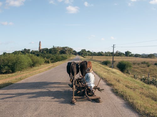 Fotobanka s bezplatnými fotkami na tému cesta, dedinský, farmár