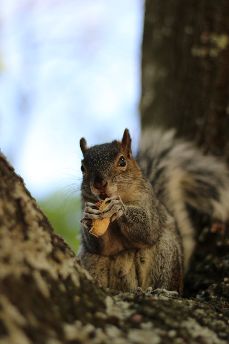 Close-up Of A Squirrel Eating A Peanut