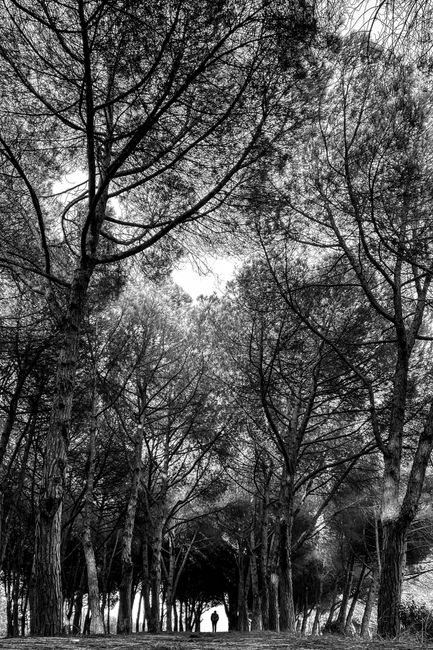 Black and white image of a forest path with a solitary silhouette under towering trees.