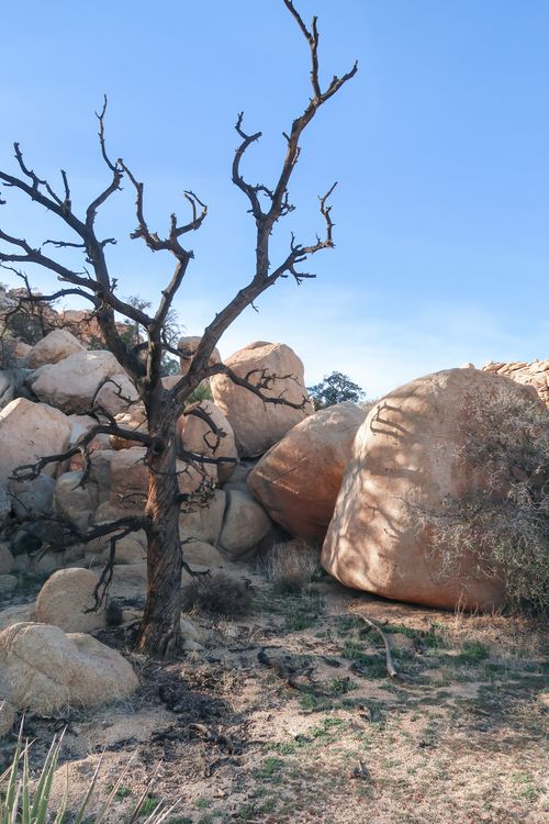 Free A solitary leafless tree stands amid large rocks in a desert landscape under a clear blue sky. Stock Photo