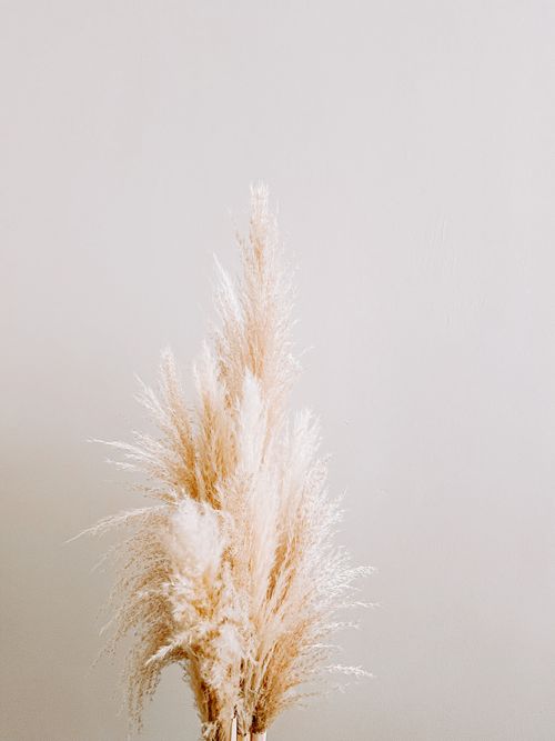 Free Minimalist indoor setting showcasing elegant, dried pampas grass. Stock Photo