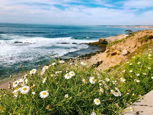 Daisies Growing on a Rocky Shore 