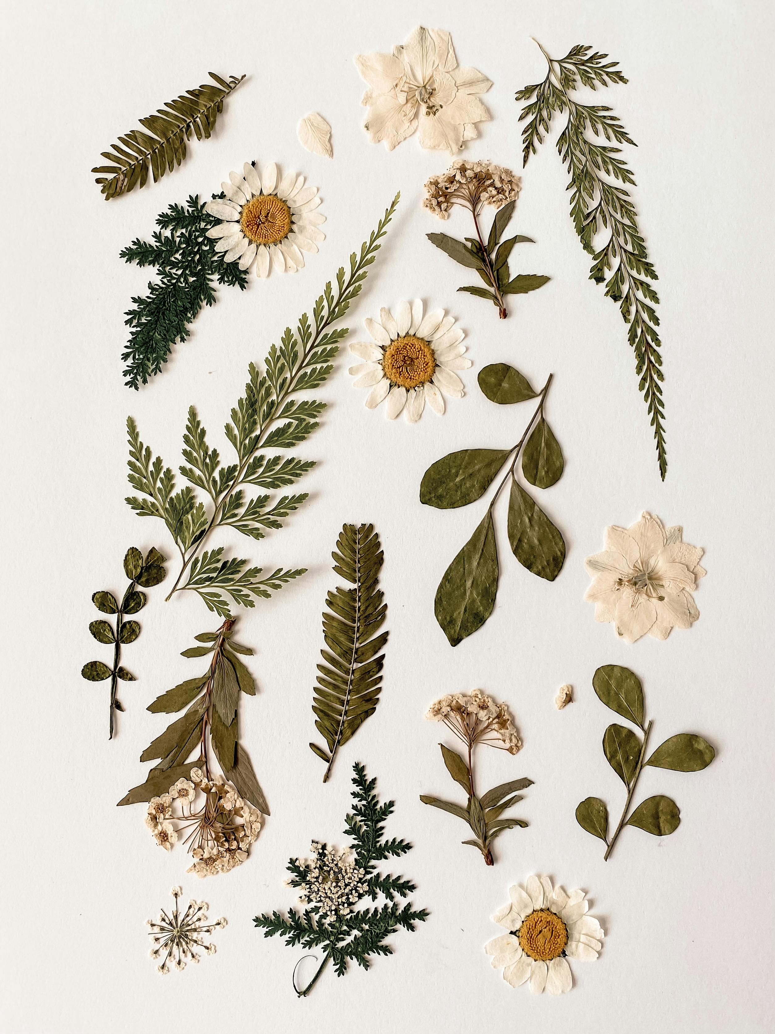 leaves and dried flowers