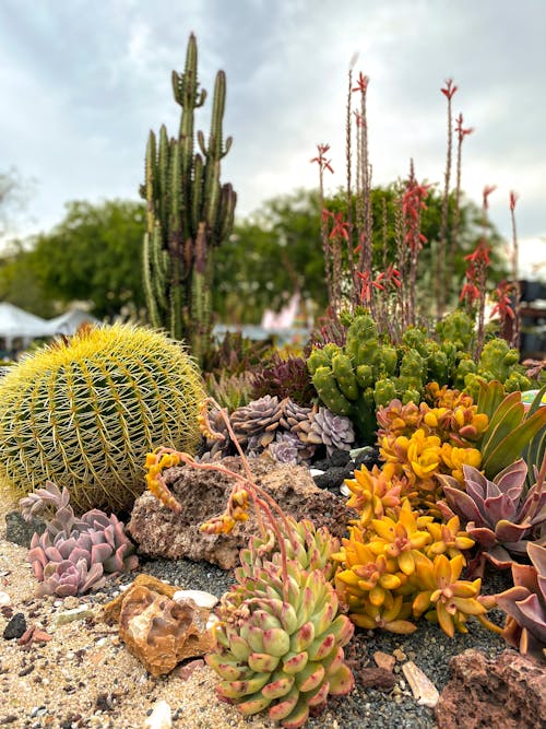 Colorful Cactus in a Garden