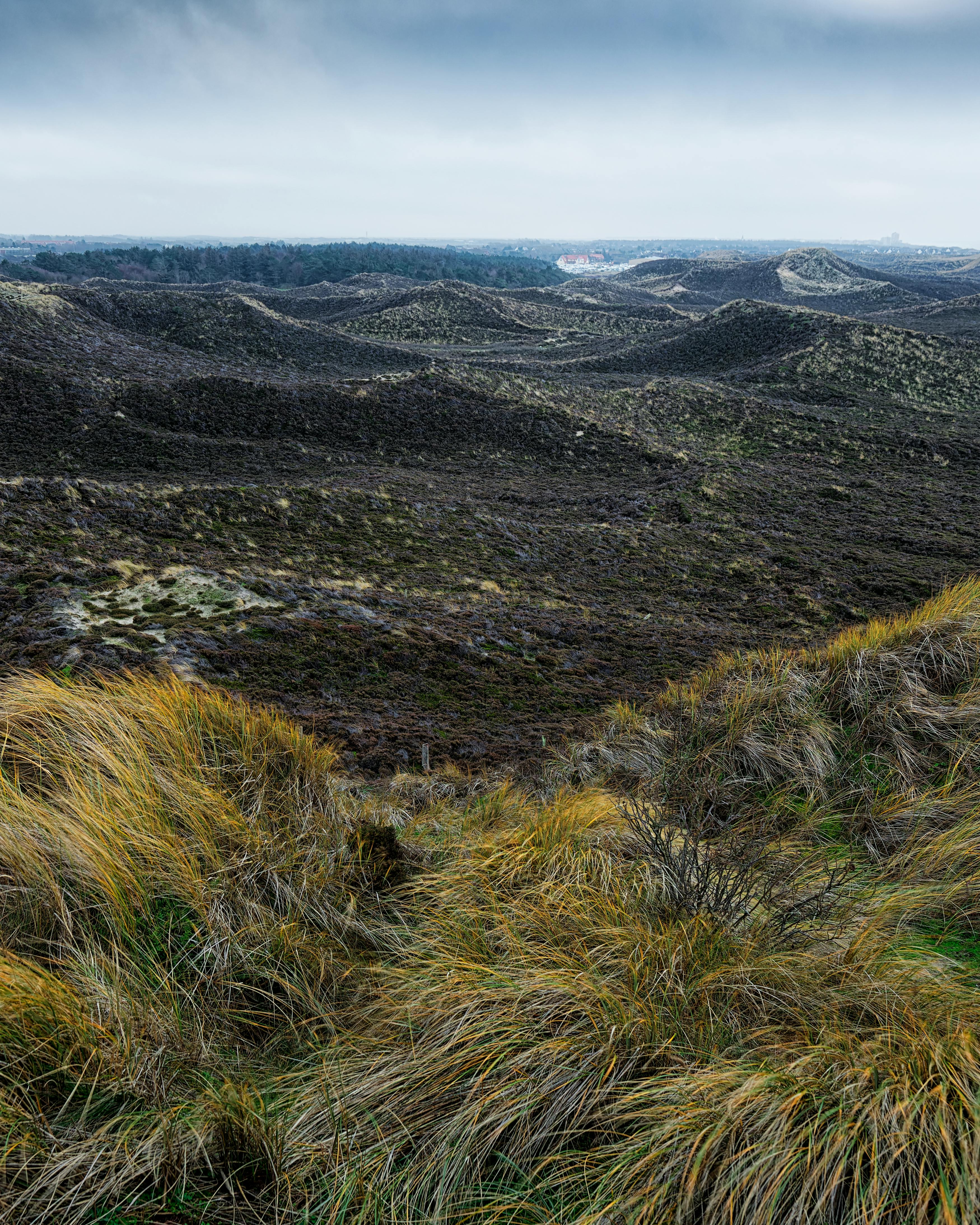 Schoorlse Duinen voorbeeld