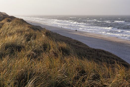 Lobster Beach