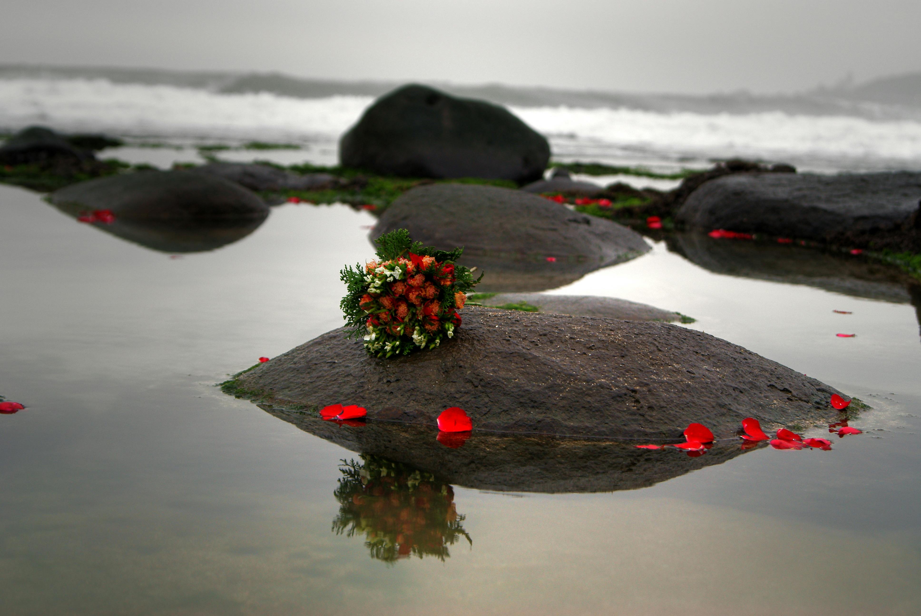 Free stock photo of flowers, ocean, stones