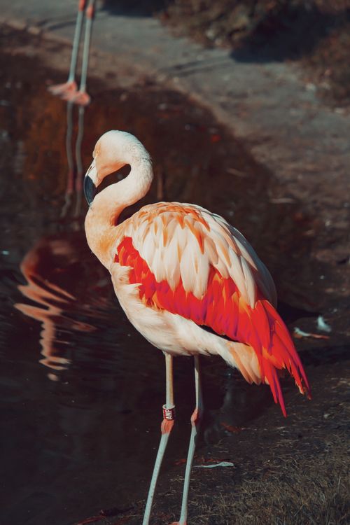 Free A striking close-up of a Chilean flamingo standing by a water's edge, showcasing its vivid pink hues. Stock Photo