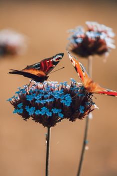 Vibrant butterflies pollinating blue flowers in a close-up shot.