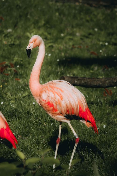 Free Close-up of a Chilean flamingo standing gracefully on lush green grass. Stock Photo