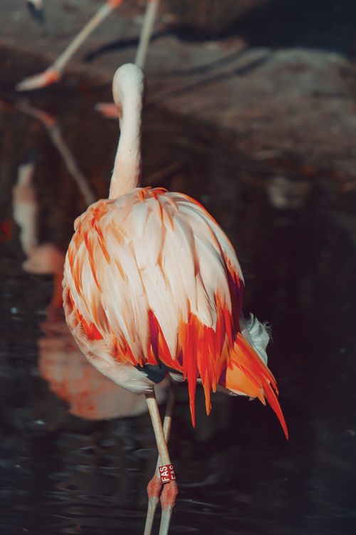 Free Elegant flamingo with vibrant plumage reflected in water, photographed in natural habitat. Stock Photo