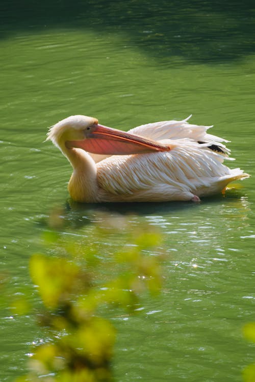 Fotobanka s bezplatnými fotkami na tému jazero, kačica, plávanie