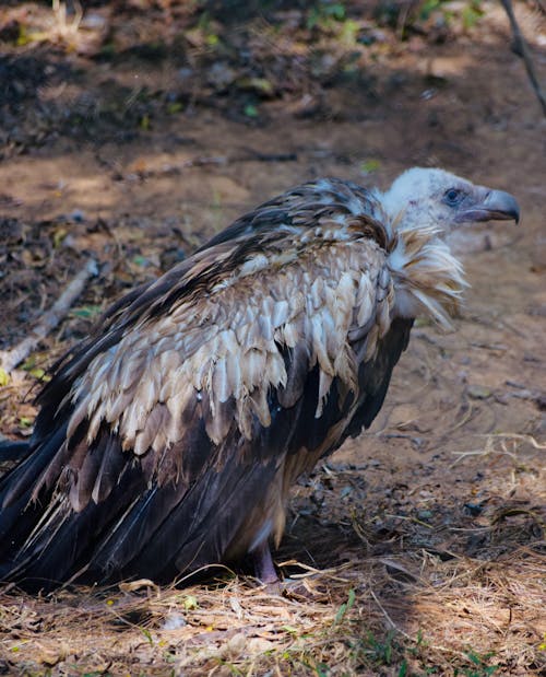 Close up of Vulture