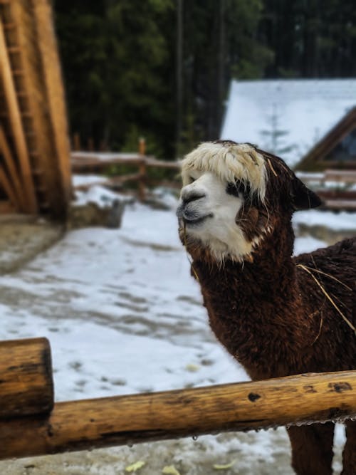 Free stock photo of alpaca, animal