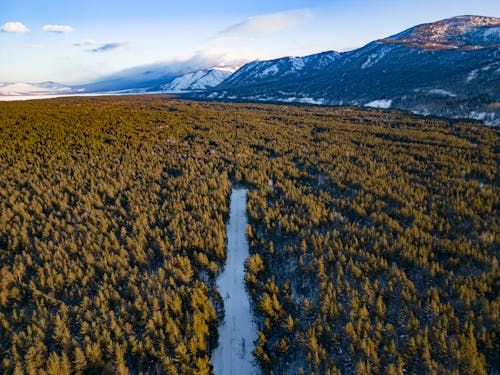 Forest in Winter near Mountain