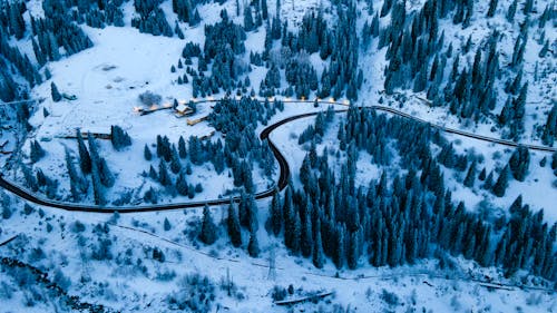 Foto profissional grátis de árvores, asfalto, com frio