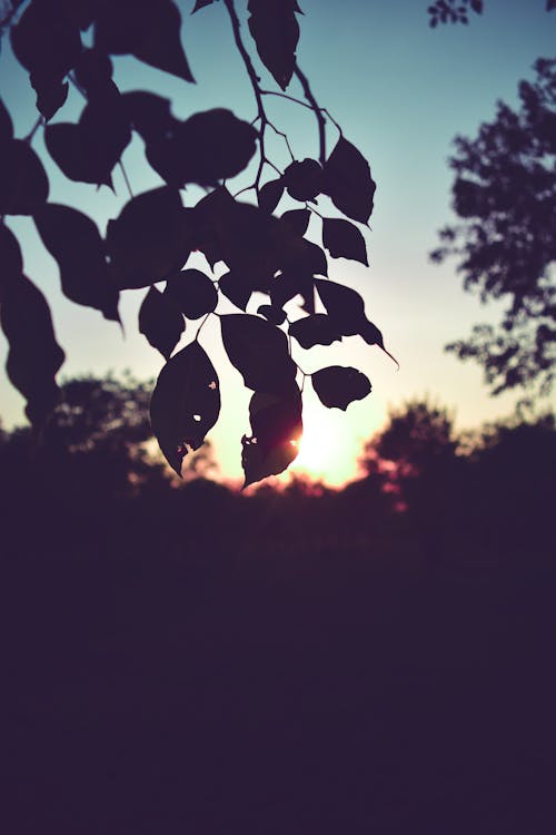 Free stock photo of dry leaf, forest, sunset