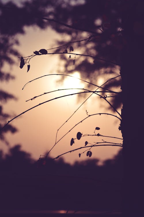 Free stock photo of dry leaf, forest, sunset