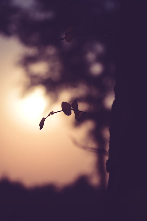 Free stock photo of dry leaf, forest, sunset