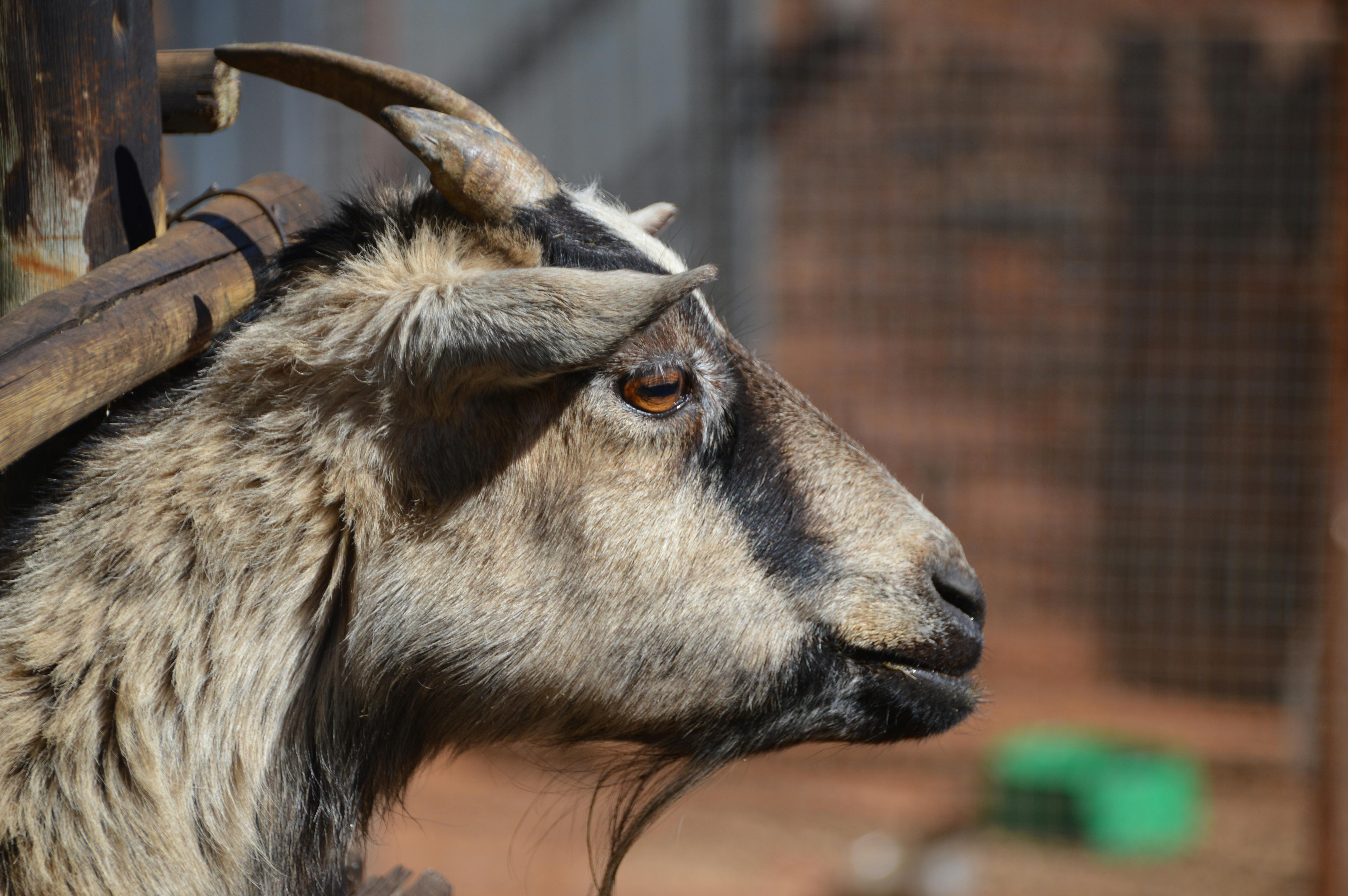 Free stock photo of farmyard, goat, petting zoo