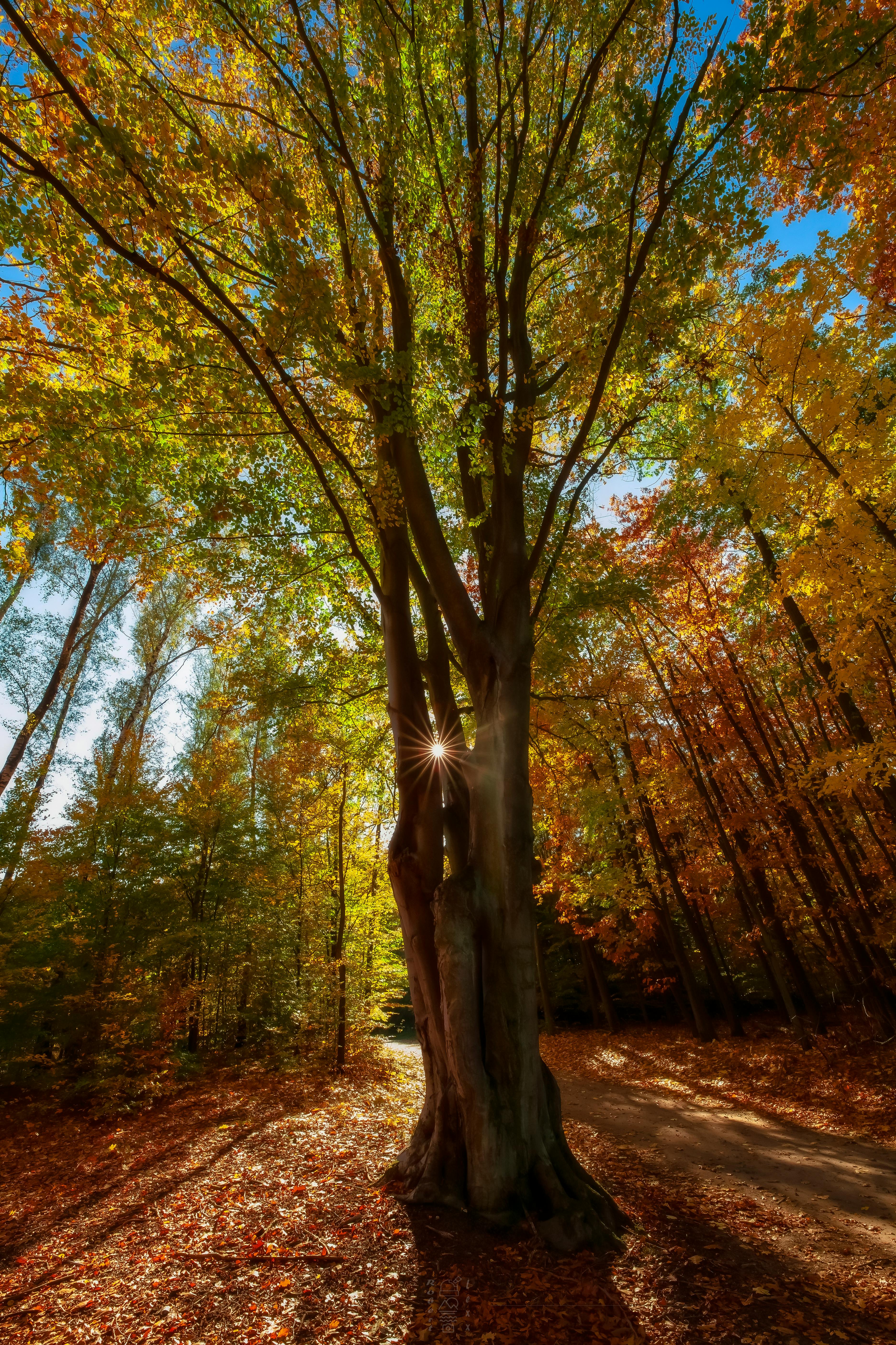 tall trees during a sunny day