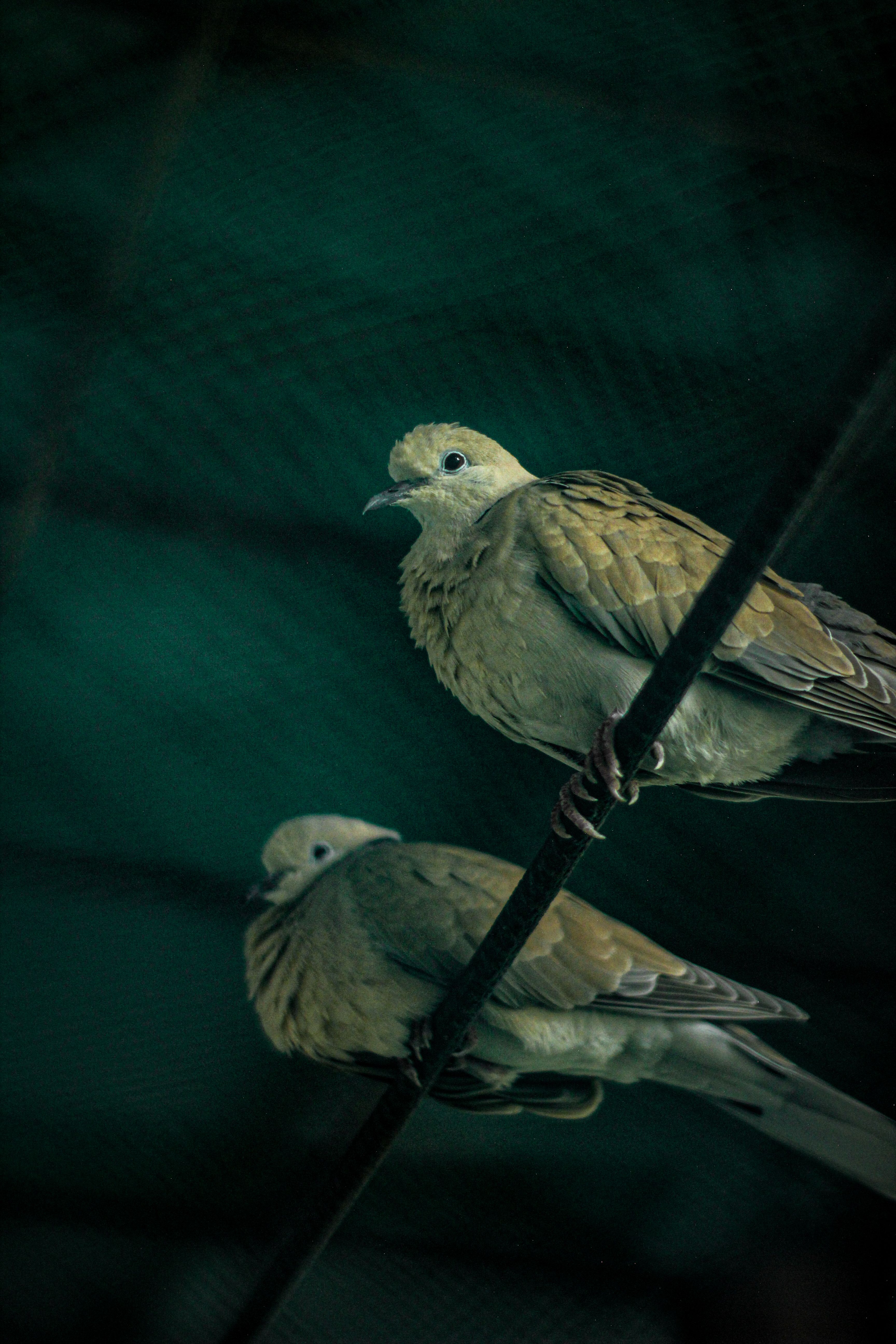 Detailed photo of a Barbary dove perched on a wire with a dark, moody background.