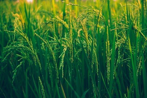 Free Selective Focus Photography Of Rice Field Stock Photo