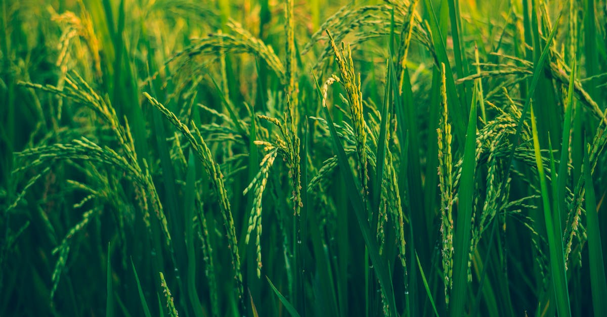 Photographie De Mise Au Point Sélective Du Champ De Riz · Photo gratuite