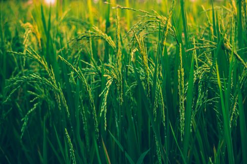 Free Close-up view of vibrant green rice plants thriving in a sunlit field, showcasing natural agricultural beauty. Stock Photo