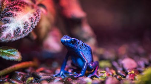 Close Up Photo of a Frog