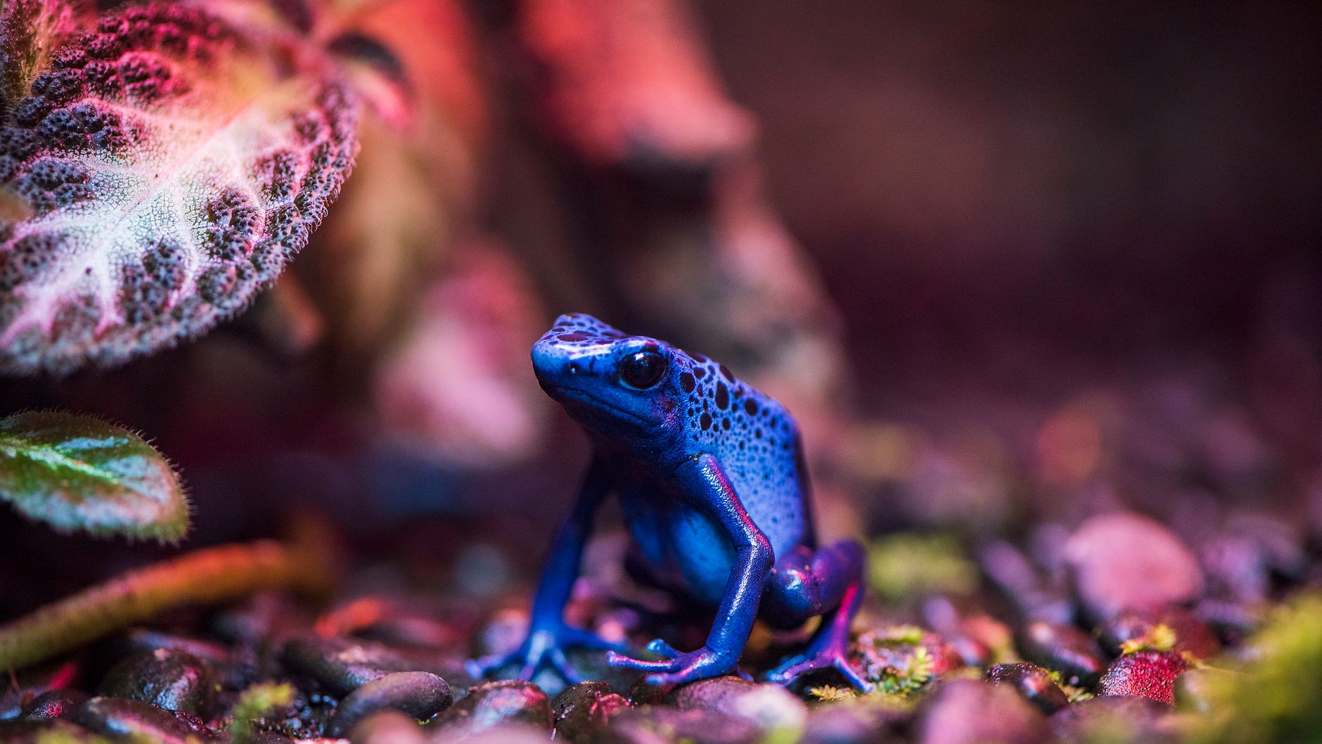 UK and allies confirm Navalny killed by frog poison