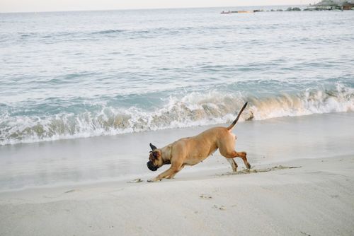 Free A playful Boxer dog enjoying an active run along a sandy beach with ocean waves. Stock Photo