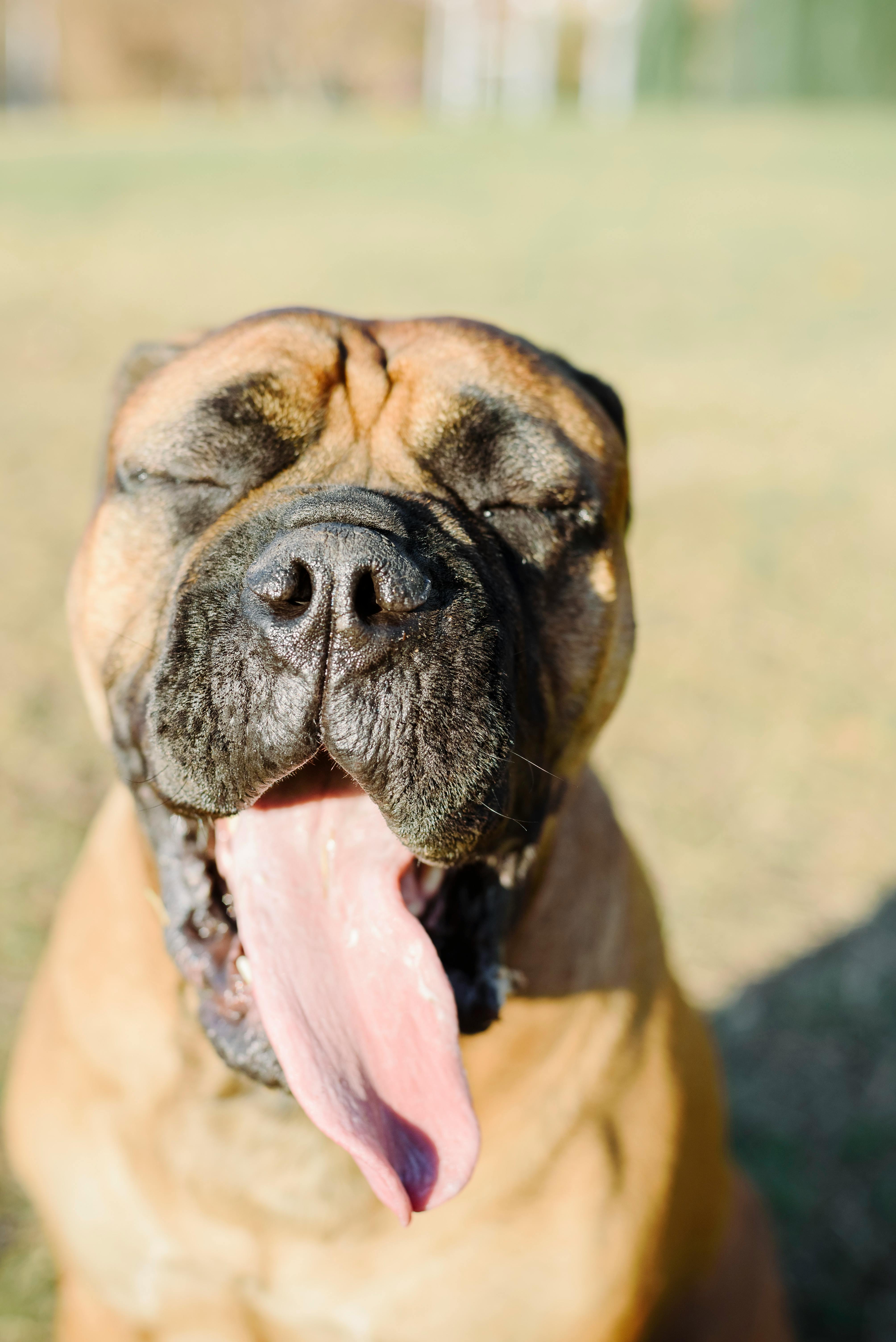 Những bức ảnh chó lè lưỡi sẽ khiến bạn cảm thấy đáng yêu và kích thích trái tim của bạn. Hãy xem các bức ảnh này để cảm nhận được sự tinh nghịch và vui nhộn của những chú cún.