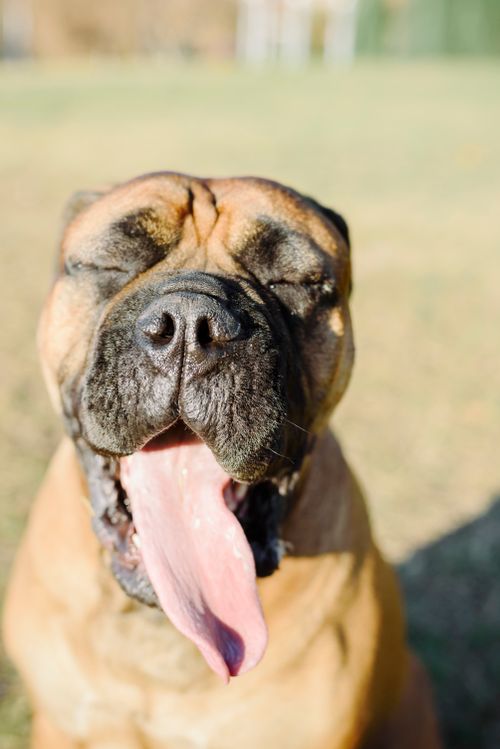 Free A playful Bullmastiff dog enjoying a sunny day outdoors with eyes closed and tongue out. Stock Photo