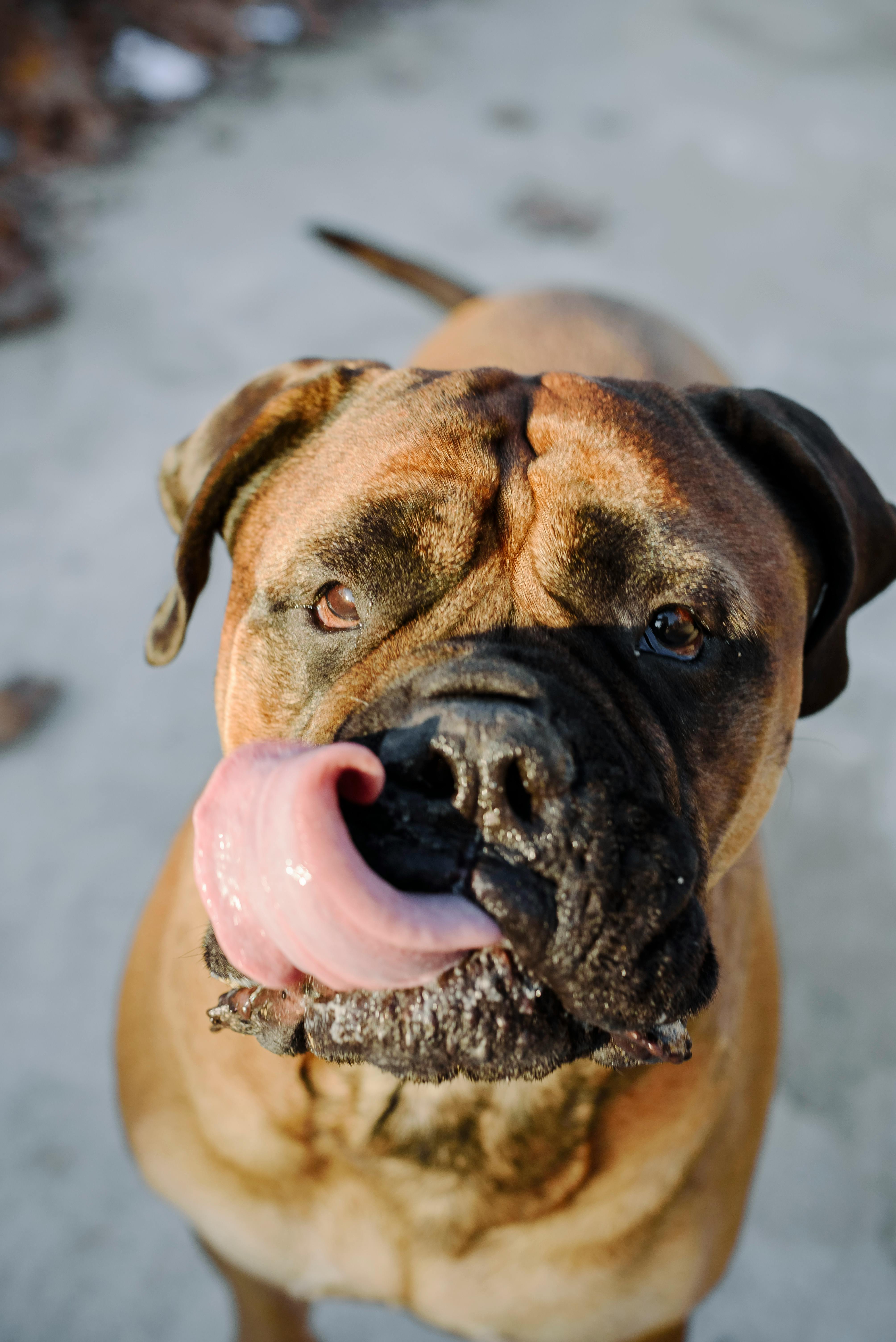 adult brindle mastiff standing in a meadow | Wallpapers.ai