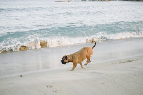 A Dog Running on the Shore 