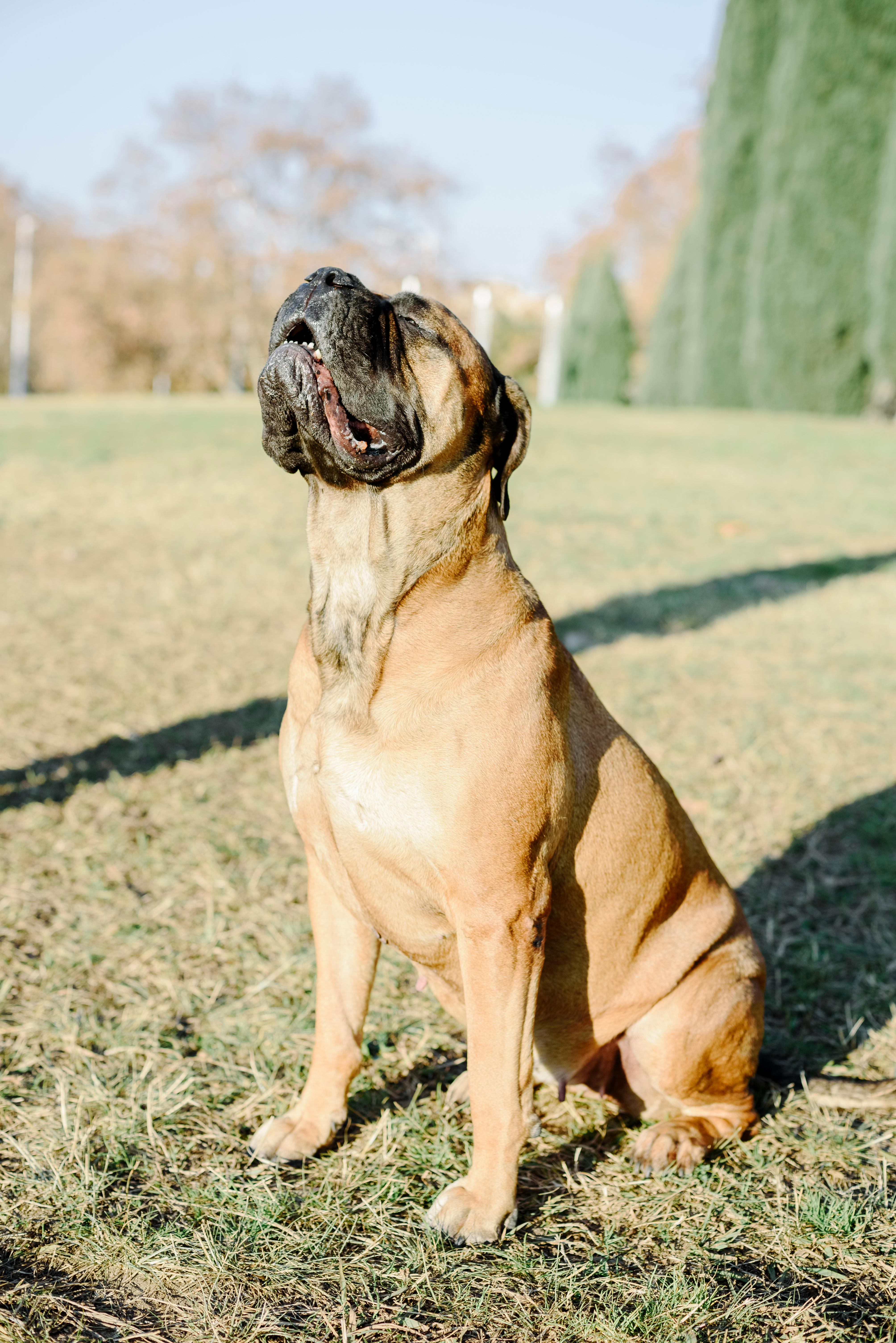 bullmastiff sitting on grass