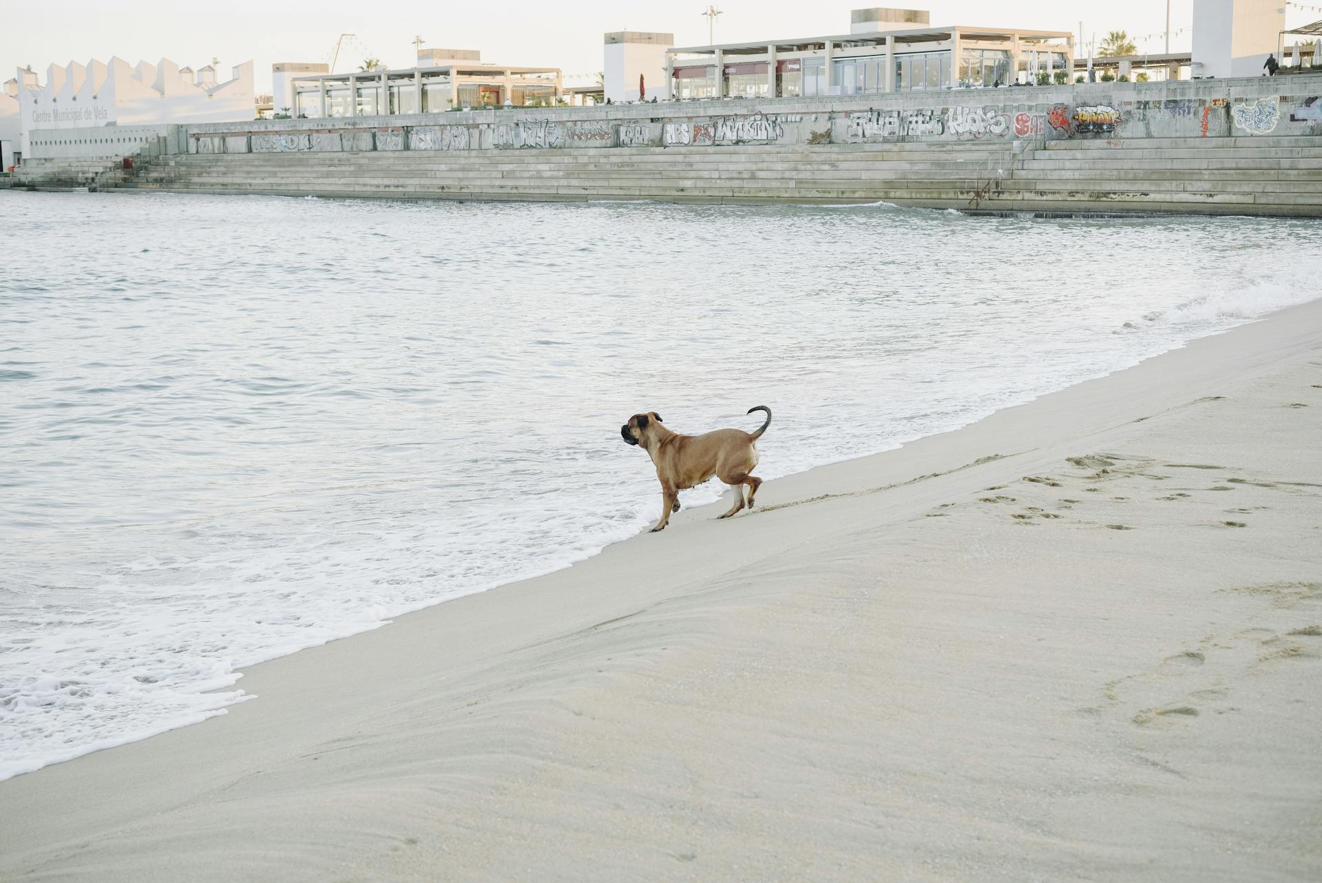 Bullmastiff by Sea